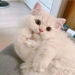 Avatar Francisca Padilla